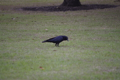 Corvus orru cecilae