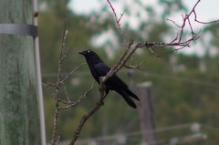 Corvus orru cecilae