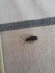 Greenarus thoracicus