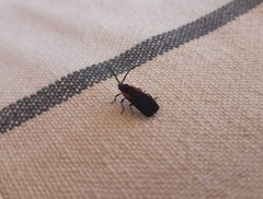 Greenarus thoracicus