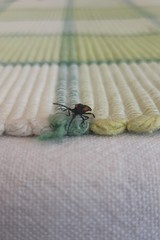 Greenarus thoracicus