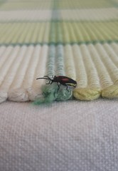 Greenarus thoracicus