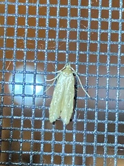 Limnaecia phragmitella