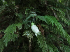 Fieldia australis