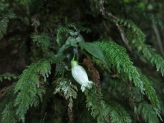 Fieldia australis