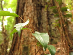 Nothofagus moorei