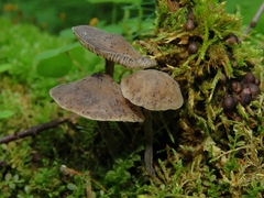 Hydropus atramentosus