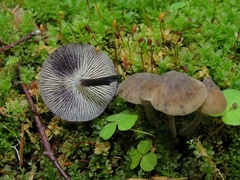 Hydropus atramentosus