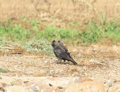 Corvus monedula spermologus