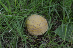 Amanita franchetii