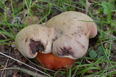 Rubroboletus legaliae