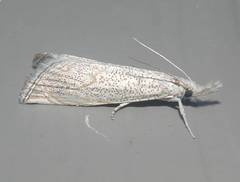 Haimbachia squamulellus