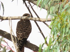 Falco tinnunculus tinnunculus