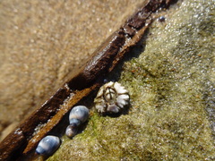 Chthamalus antennatus