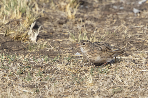 iNaturalist image