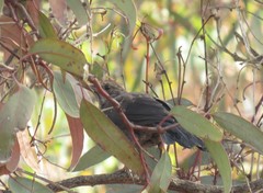 Turdus merula mauritanicus