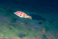 Bodianus unimaculatus