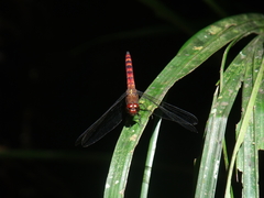 Elasmothemis cannacrioides