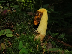 Phallus flavocostatus