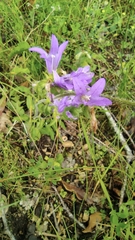 Campanula glomerata glomerata