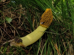 Phallus flavocostatus