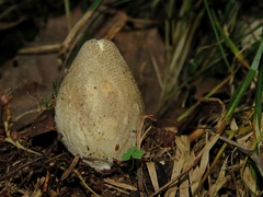 Phallus flavocostatus