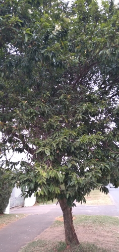 Image of Baphia racemosa by (c) Rosemary Harrison, some rights reserved (CC BY-SA)