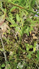 Campanula glomerata glomerata