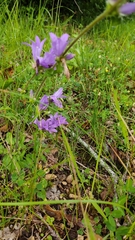 Campanula glomerata glomerata