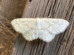 Idaea obfusaria