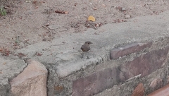 Aves