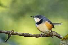 Black-Collared Apalis photo 2