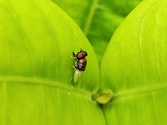 Oplodontha rubrithorax