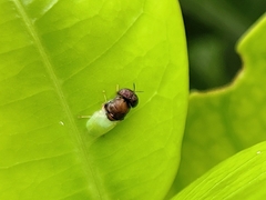 Oplodontha rubrithorax