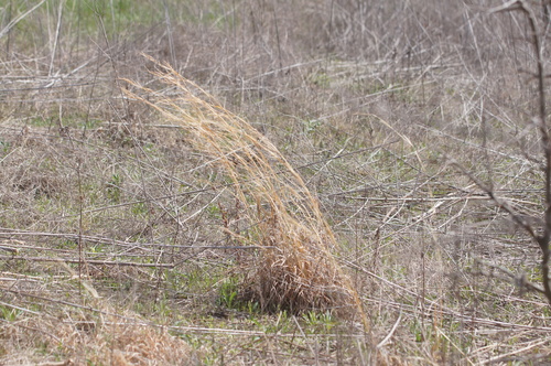 Anatherum virginicum