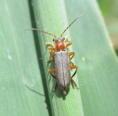 Cantharis lateralis