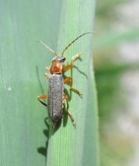 Cantharis lateralis