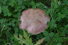 Rubroboletus legaliae