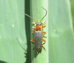 Cantharis lateralis