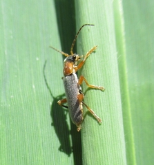 Cantharis lateralis