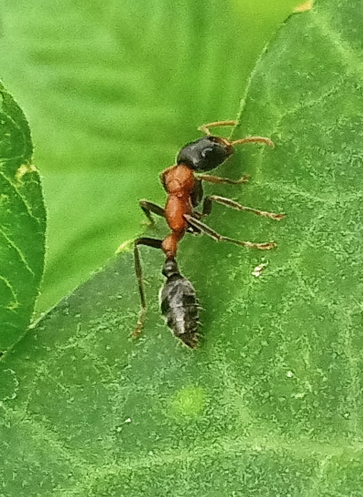 Arboreal Bicolored Slender Ant