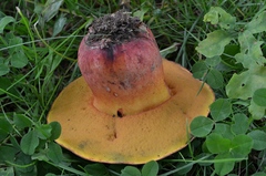 Rubroboletus legaliae