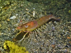 Penaeus latisulcatus