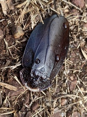 Schizopilia