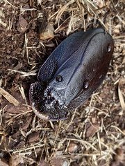 Schizopilia