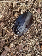 Schizopilia