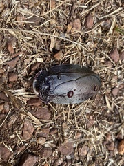 Schizopilia