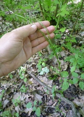 Arabis planisiliqua