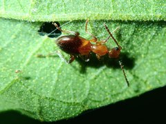 Anthelephila klapperichi