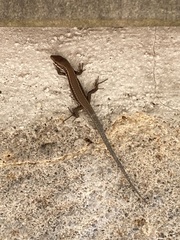 Podarcis muralis
